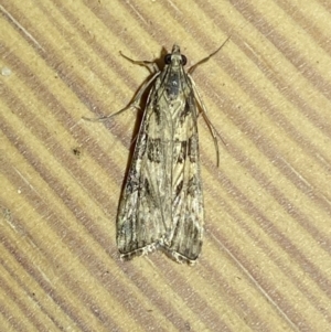 Nomophila corticalis at suppressed - 15 Sep 2023