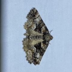Gastrina cristaria (Wave-lined Geometrid) at Jerrabomberra, NSW - 15 Sep 2023 by SteveBorkowskis