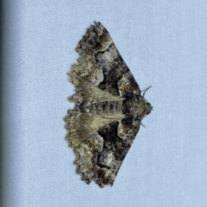 Gastrina cristaria at suppressed - 15 Sep 2023