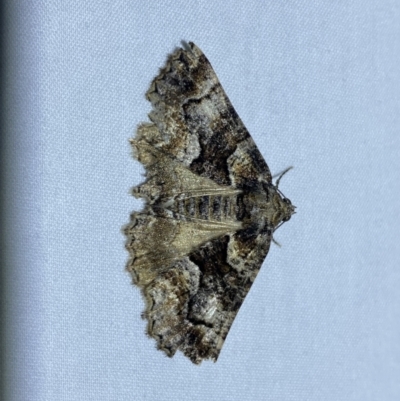 Gastrina cristaria (Wave-lined Geometrid) at Jerrabomberra, NSW - 15 Sep 2023 by SteveBorkowskis