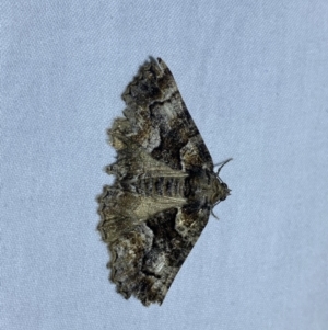 Gastrina cristaria at suppressed - 15 Sep 2023