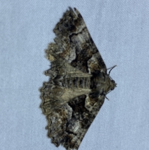 Gastrina cristaria at suppressed - 15 Sep 2023