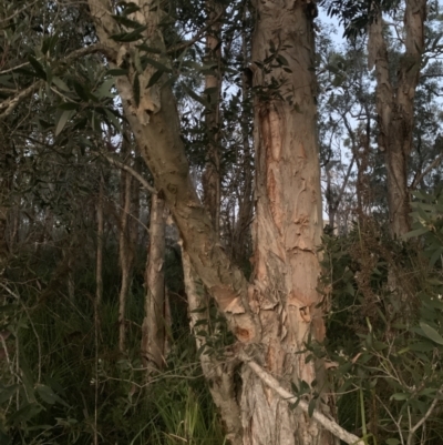 Melaleuca quinquenervia (Paperbark Tea Tree, Broad-Leaved Paperbark) at Salamander Bay, NSW - 18 Sep 2023 by UserKFowGPdG