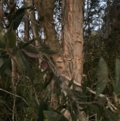 Melaleuca quinquenervia at Salamander Bay, NSW - 18 Sep 2023 06:00 PM