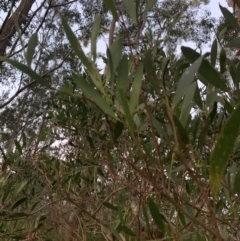 Acacia longifolia subsp. longifolia (Sydney Golden Wattle) at Salamander Bay, NSW - 18 Sep 2023 by UserKFowGPdG