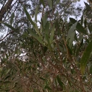 Acacia longifolia subsp. longifolia at Salamander Bay, NSW - 18 Sep 2023