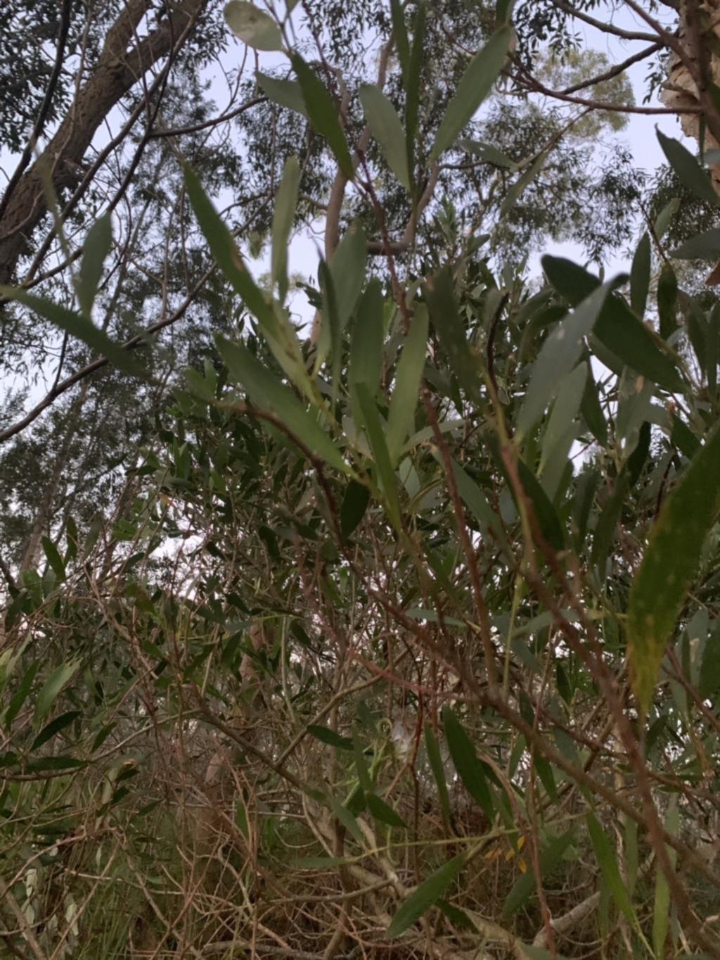 Acacia longifolia subsp. longifolia at Salamander Bay, NSW - 18 Sep 2023