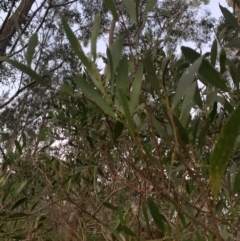 Acacia longifolia subsp. longifolia (Sydney Golden Wattle) at Salamander Bay, NSW - 18 Sep 2023 by UserKC