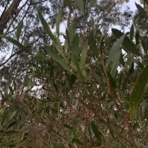 Acacia longifolia subsp. longifolia (Sydney Golden Wattle) at Salamander Bay, NSW by UserKC