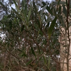 Acacia longifolia subsp. longifolia at Salamander Bay, NSW - 18 Sep 2023