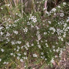 Leptospermum polygalifolium (Tantoon) at Salamander Bay, NSW - 18 Sep 2023 by UserKFowGPdG