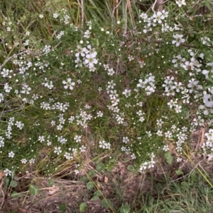 Leptospermum polygalifolium at Salamander Bay, NSW - 18 Sep 2023