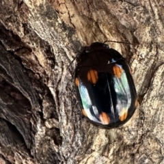 Paropsisterna octosignata (Eucalyptus leaf beetle) at Ainslie, ACT - 18 Sep 2023 by Pirom