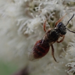 Lasioglossum (Homalictus) punctatum (A halictid bee) at Murrumbateman, NSW - 15 Sep 2023 by SimoneC