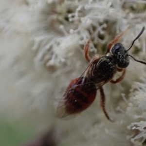 Lasioglossum (Homalictus) punctatum at Murrumbateman, NSW - 15 Sep 2023