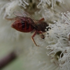 Lasioglossum (Homalictus) punctatum at Murrumbateman, NSW - 15 Sep 2023 03:00 PM