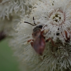 Lasioglossum (Homalictus) punctatum at Murrumbateman, NSW - 15 Sep 2023