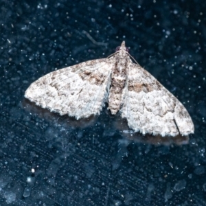 Phrissogonus laticostata at Penrose, NSW - 13 Sep 2023