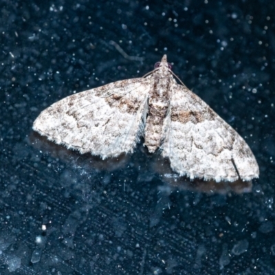 Phrissogonus laticostata (Apple looper moth) at Wingecarribee Local Government Area - 13 Sep 2023 by Aussiegall