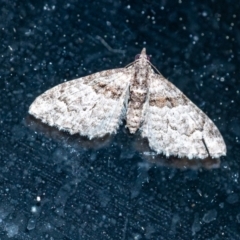 Phrissogonus laticostata (Apple looper moth) at Penrose, NSW - 13 Sep 2023 by Aussiegall
