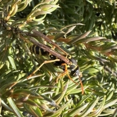 Polistes (Polistes) chinensis (Asian paper wasp) at Pialligo, ACT - 18 Sep 2023 by Pirom