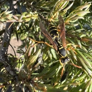 Polistes (Polistes) chinensis at Pialligo, ACT - 18 Sep 2023