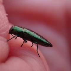 Melobasis obscurella (Obscurella jewel beetle) at Murrumbateman, NSW - 18 Sep 2023 by SimoneC
