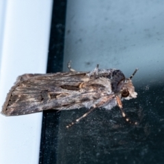 Agrotis munda (Brown Cutworm) at Penrose - 13 Sep 2023 by Aussiegall