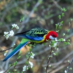 Platycercus eximius (Eastern Rosella) at Wingecarribee Local Government Area - 14 Sep 2023 by Aussiegall