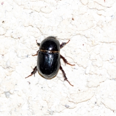 Heteronychus arator (African black beetle) at Penrose - 14 Sep 2023 by Aussiegall