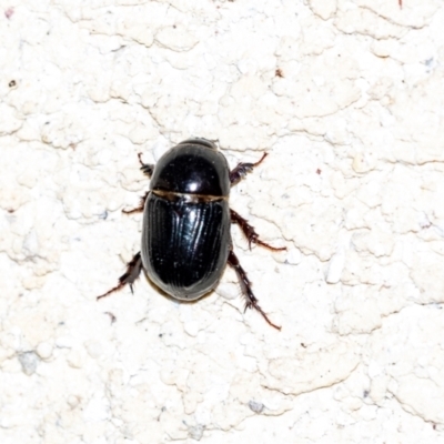 Heteronychus arator (African black beetle) at Wingecarribee Local Government Area - 14 Sep 2023 by Aussiegall