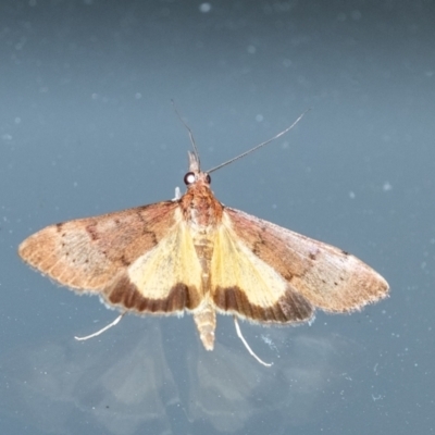 Uresiphita ornithopteralis (Tree Lucerne Moth) at Penrose, NSW - 14 Sep 2023 by Aussiegall