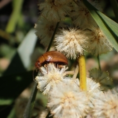 Dicranosterna semipunctata (Leaf beetle) at Murrumbateman, NSW - 17 Sep 2023 by SimoneC