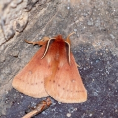 Anthela ferruginosa (Rusty Anthelid) at Penrose, NSW - 14 Sep 2023 by Aussiegall