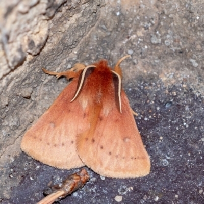 Anthela ferruginosa at Penrose - 14 Sep 2023 by Aussiegall