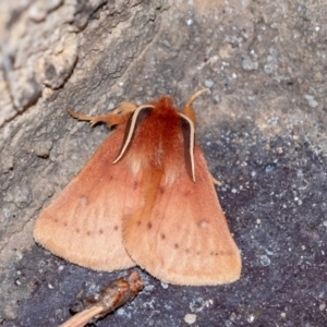 Anthela ferruginosa at Penrose, NSW - 14 Sep 2023