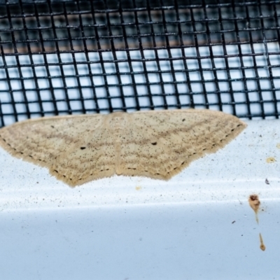 Scopula perlata (Cream Wave) at Wingecarribee Local Government Area - 14 Sep 2023 by Aussiegall