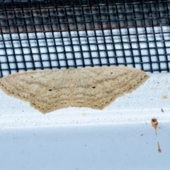 Scopula perlata (Cream Wave) at Penrose, NSW - 14 Sep 2023 by Aussiegall