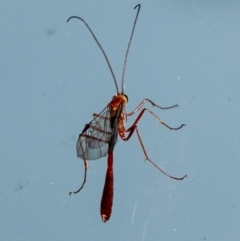 Dicamptus fuscicornis (Ichneumon wasp) at Penrose, NSW - 14 Sep 2023 by Aussiegall