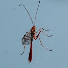 Unidentified Parasitic wasp (numerous families) at Penrose, NSW - 14 Sep 2023 by Aussiegall