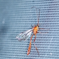 Dicamptus fuscicornis at Penrose, NSW - suppressed