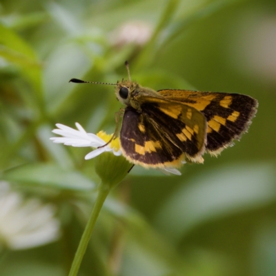 Unidentified Skipper (Hesperiidae) at Hornsby Heights, NSW - 23 Mar 2023 by KorinneM