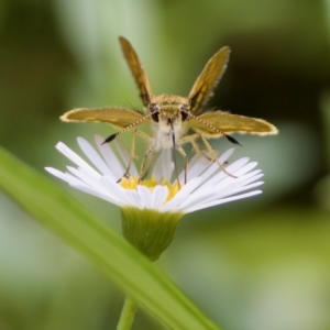 Ocybadistes walkeri at Hornsby Heights, NSW - suppressed