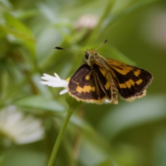 Ocybadistes walkeri at Hornsby Heights, NSW - suppressed