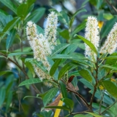 Prunus laurocerasus (Cherry Laurel) at Wingello - 17 Sep 2023 by Aussiegall