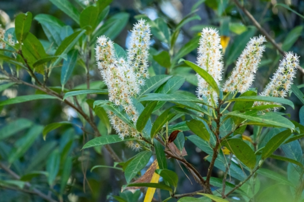 Prunus laurocerasus at Wingello, NSW - 17 Sep 2023