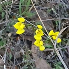 Diuris chryseopsis (Golden Moth) at Gungahlin, ACT - 18 Sep 2023 by WalkYonder