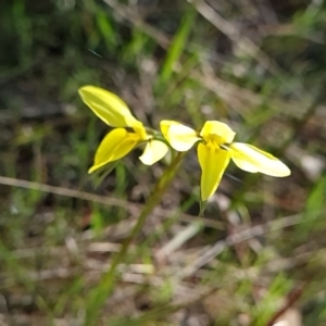 Diuris chryseopsis at Gungahlin, ACT - suppressed