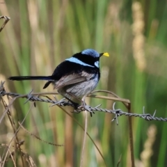 Malurus cyaneus (Superb Fairywren) at Wodonga - 16 Sep 2023 by KylieWaldon