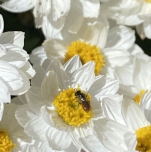 Lasioglossum sp. (genus) at Aranda, ACT - 20 Aug 2023